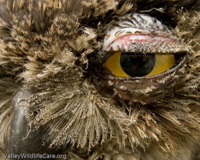 Wing, Prayer and a Firefighter: Smokey the Owl Recovering From Burns