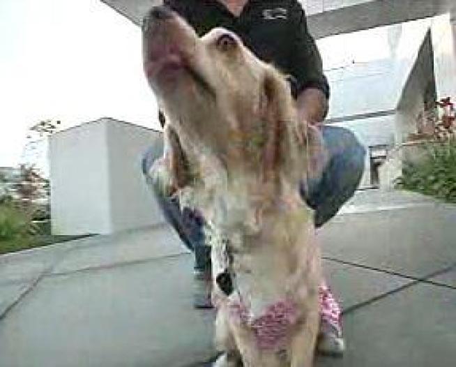 Sex Demanded for Return of Dog
