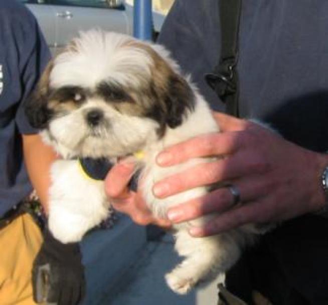 Shih Tzu Puppy Survives Human Attack