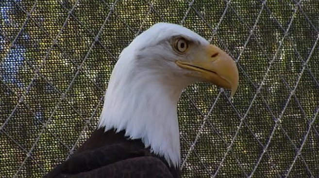 Following decades of devastation, the Channel Islands' bald eagles show resilience.