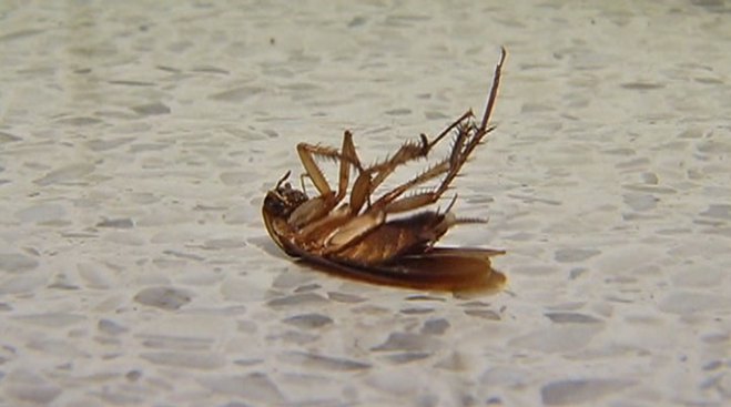city-clerk-cockroach.jpg