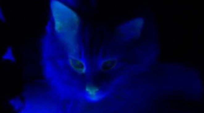 Me-yow! This Cat Glows in the Dark