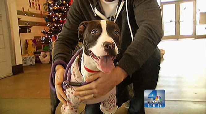 An abandoned pit bull mix named Sky is one of hundreds of orphaned animals that was saved from certain death this month as part of a the city of Los Angeles' 