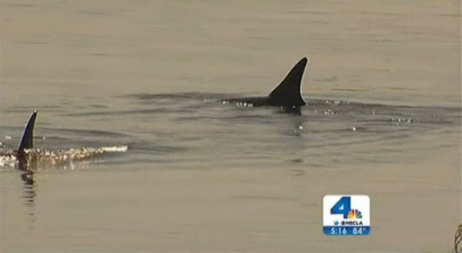 Two dolphins appeared to be stranded Friday morning in the Bolsa Chica Wetlands. However, they might have just been making a pit stop. Vikki Vargas reports from the Bolsa Chica Wetlands for the NBC4 News at 5 p.m. on March 1, 2013.