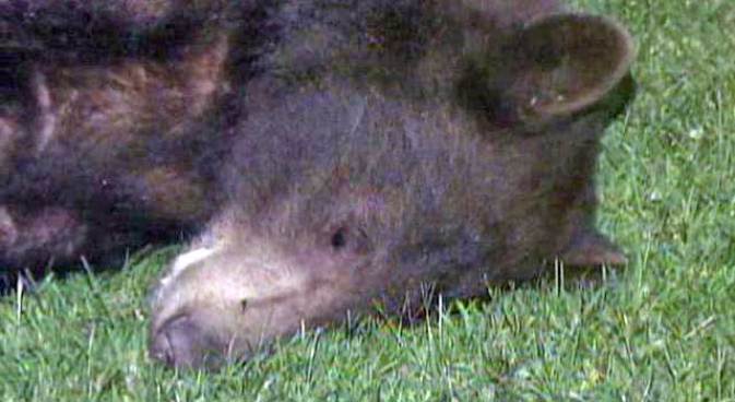 "No-Harm, No-Foul Bear" Earns Nap After Chase