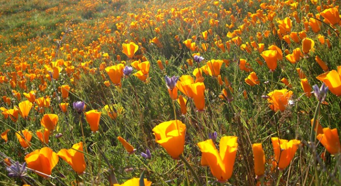 220 Calif. Parks in Danger of Closing