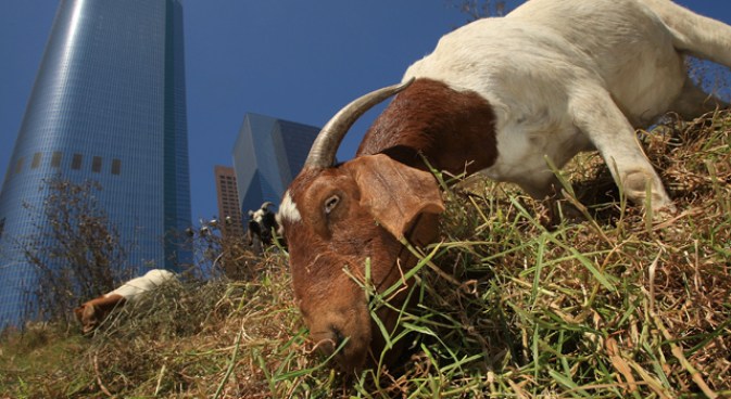 Google Wants Help, Must be Able to Eat Grass