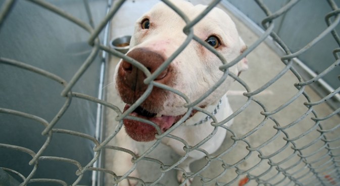 Animal Services' Top Dog Resigns