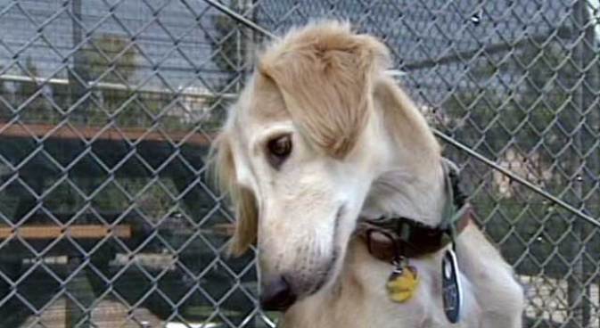 International Dog of Mystery
