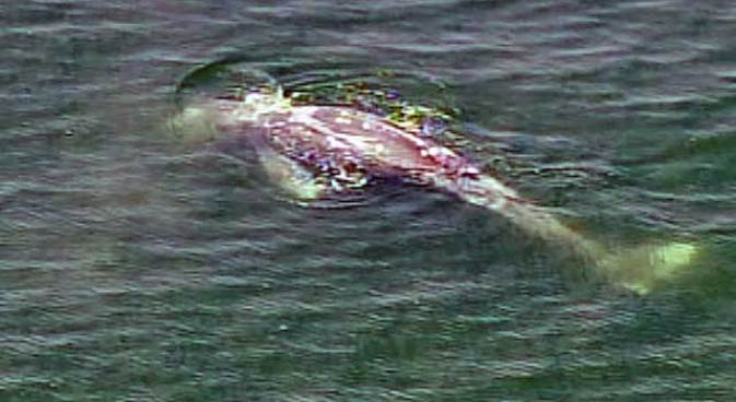 Whale of a Detour