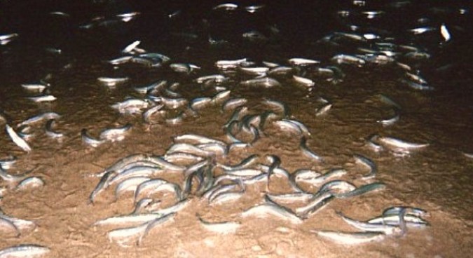 7/23: Grunion Wrap, Philip Glass, The Blasters