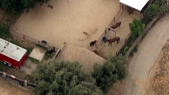 Bear Surprises Horses in Southern California Neighborhood