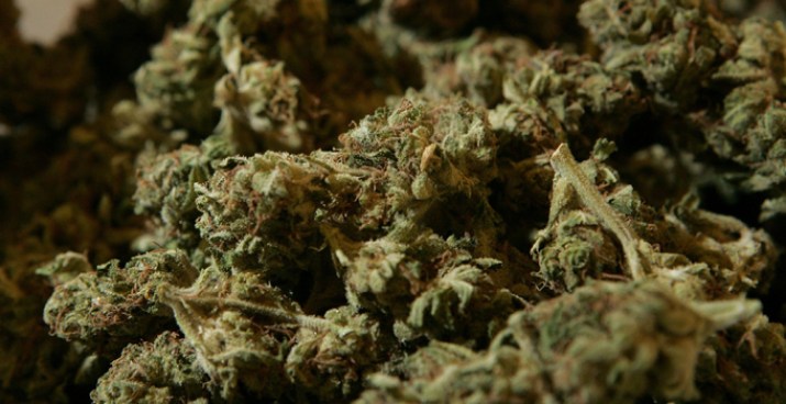 Secret Garden: Multimillion Dollar Weed Farm Found