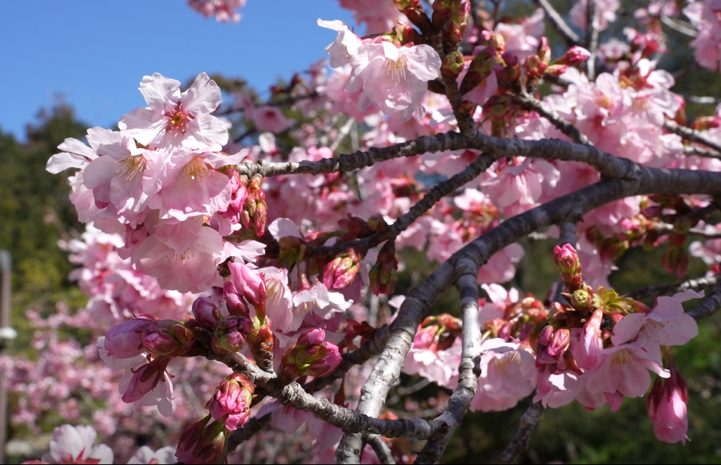 Cherry blossoms are seen in bloom at the Japanese Friendship Garden on Tuesday, March 7, 2023.