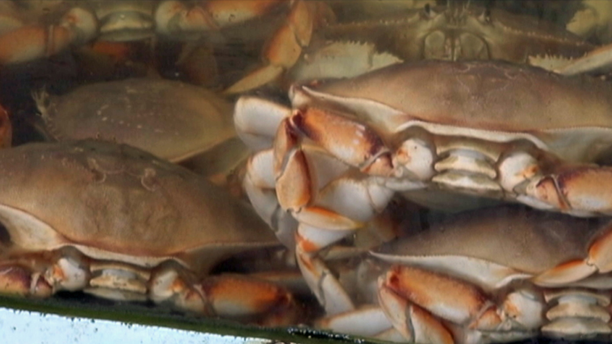 California’s commercial Dungeness crab season will end April 8 to ...