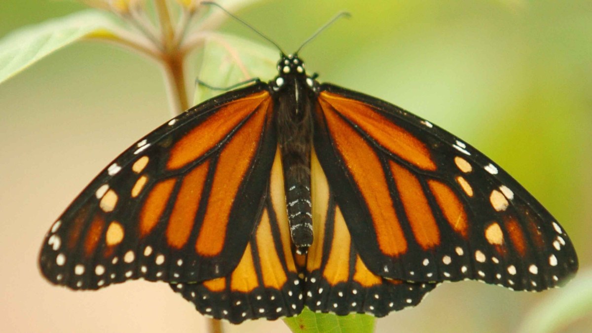 California s Monarch Butterflies Critically Low For 2nd Year NBC Los