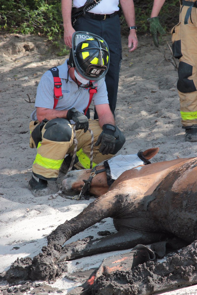 Stuck Horse Rescued From Mud in Palm Beach County - NBC ...