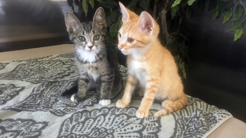 06-06-2017-cats-cts-pet-week-johnny-roy