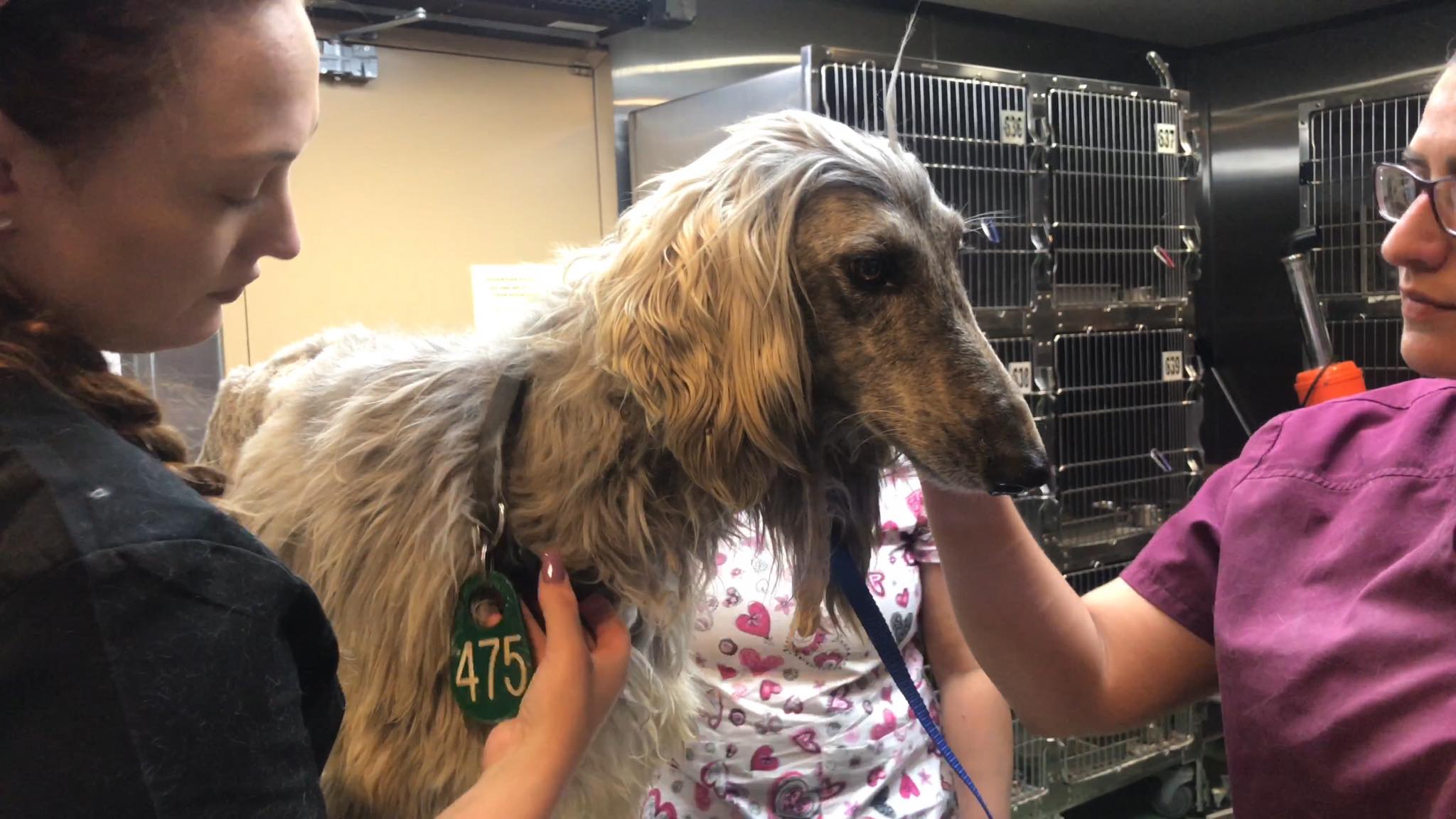 Looking Good: These Rescued Afghan Hounds Are Washed  