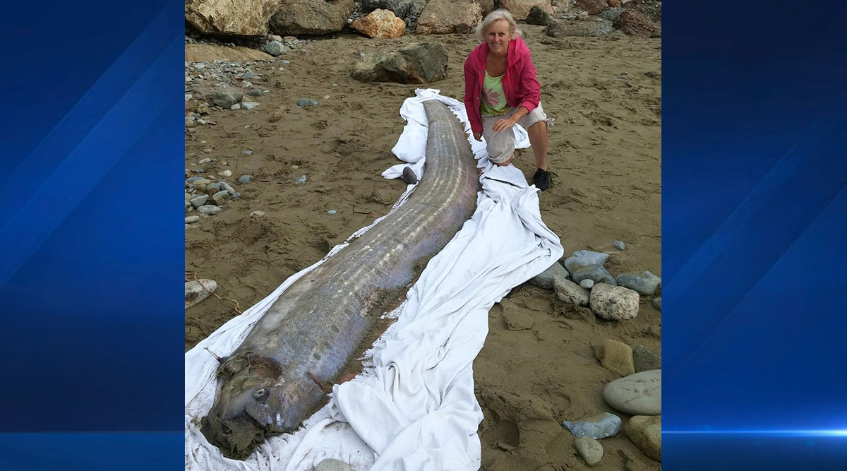 Giant Oarfish Washes Up on Santa Catalina Island – NBC Los Angeles
