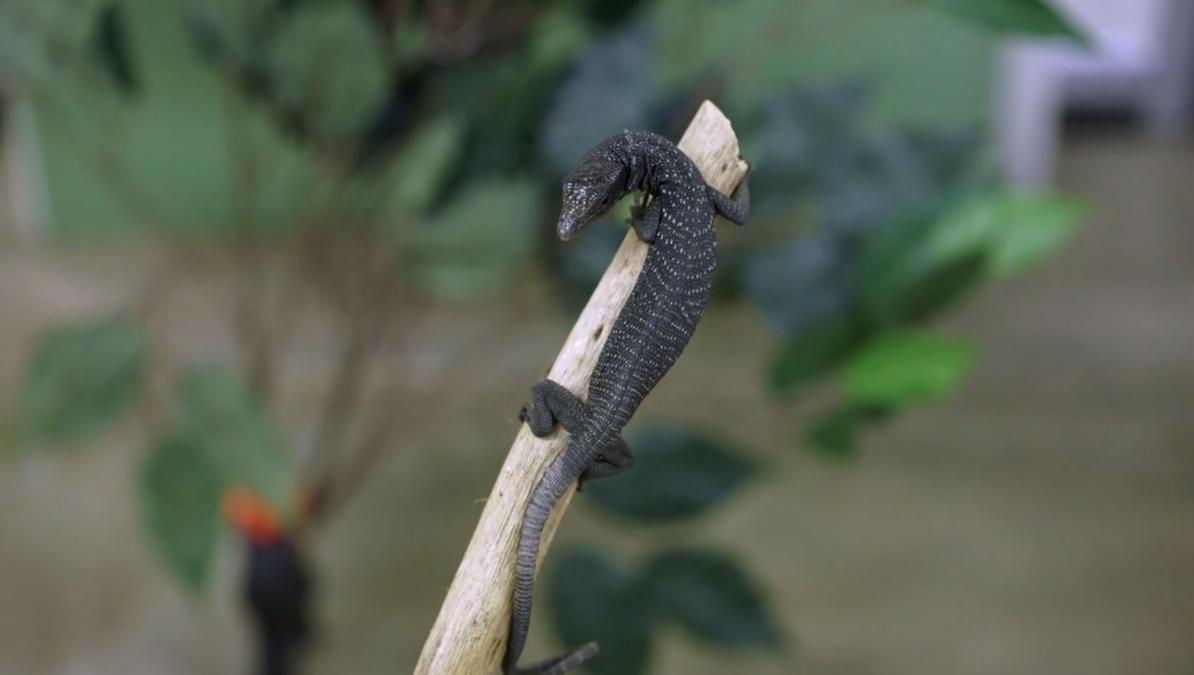 Two Rare Reptile Species Thriving at San Diego Zoo – NBC Los Angeles