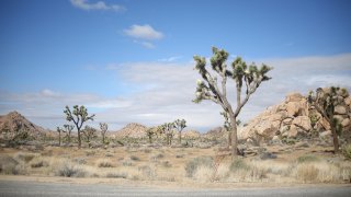1-15-17-Joshua Tree National Park