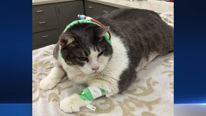 Cat Hard Stool - Stools Item Cat Hard Stool - Stools Item