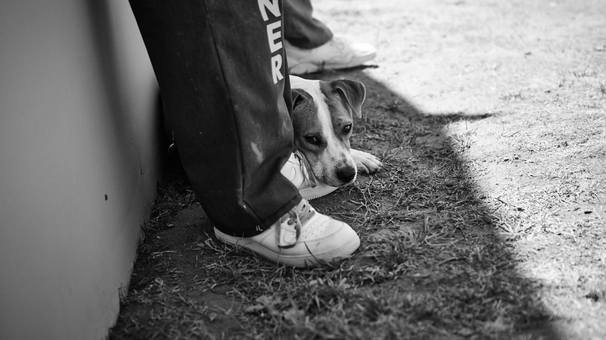 Useful Pet Rescue Los Angeles Stock