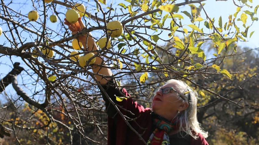 Elizabeth Ryan Apple Farms Climate Change