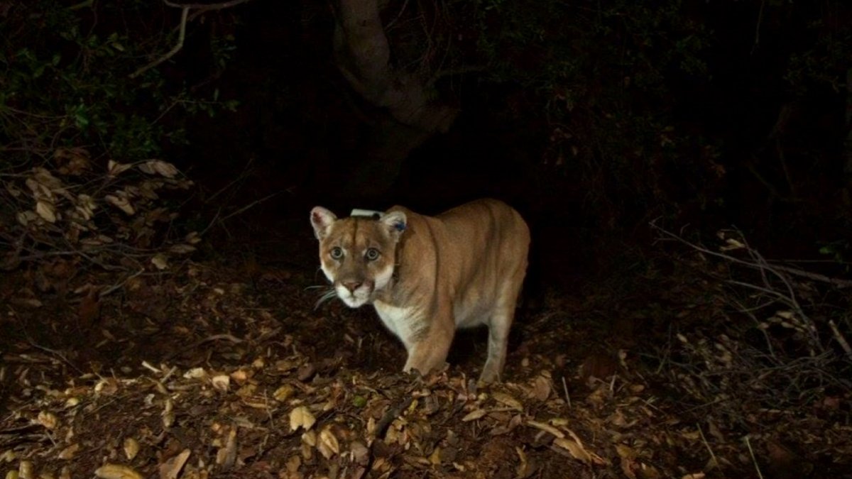 How to Watch LA's Celebration of Mountain Lion P-22 – NBC Los Angeles - Vimarsana News