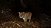 Here's How to Watch When LA Celebrates Hollywood Mountain Lion P-22