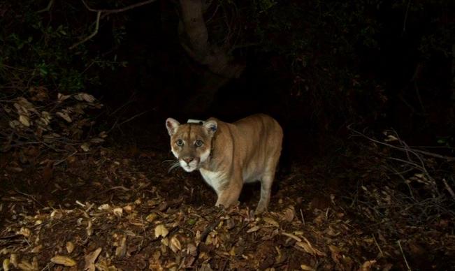 Mountain Lion Love To Purr At Free P-22 Fest – Nbc Los Angeles