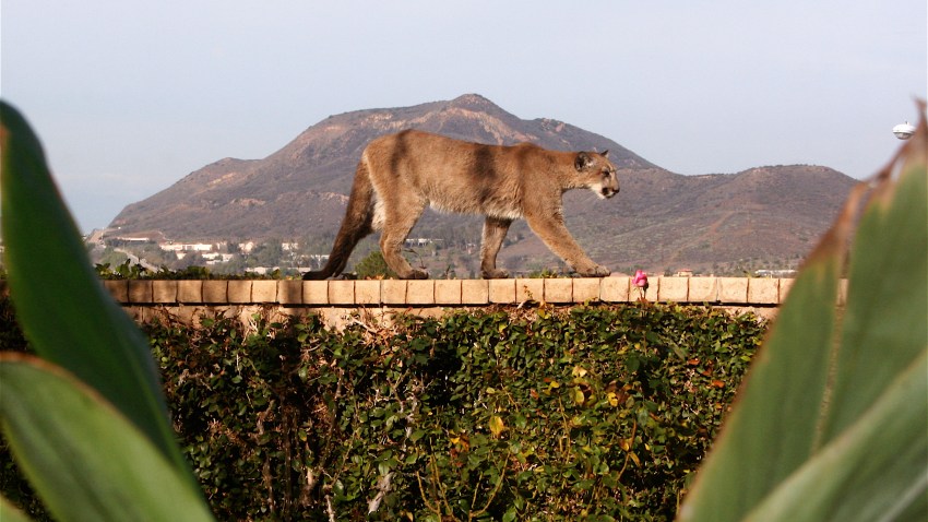 12-19-14-mountain lion sherry kempster newbury park