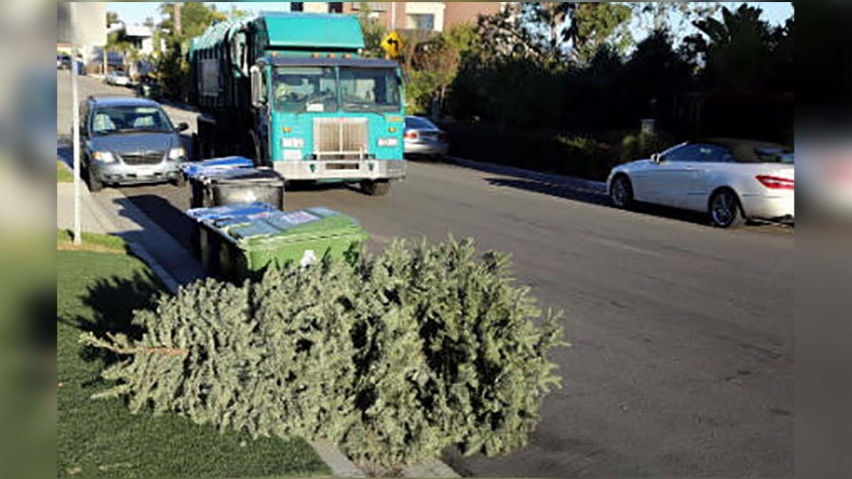 How to Recycle Your Christmas Tree in Los Angeles NBC Los Angeles