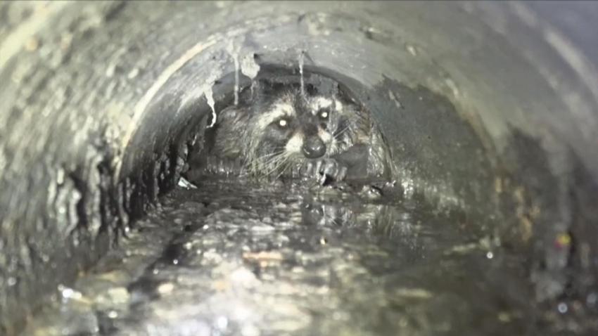 Nearly 20-Hour Raccoon Rescue from Watsonville Drain Took ‘Tremendous