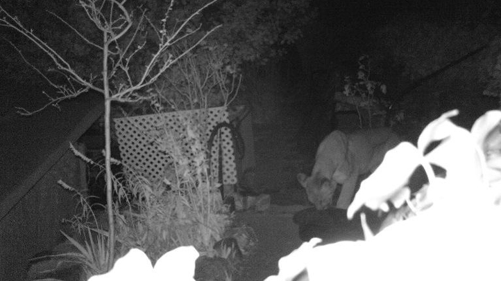140105-lytle-creek-mountain-lion