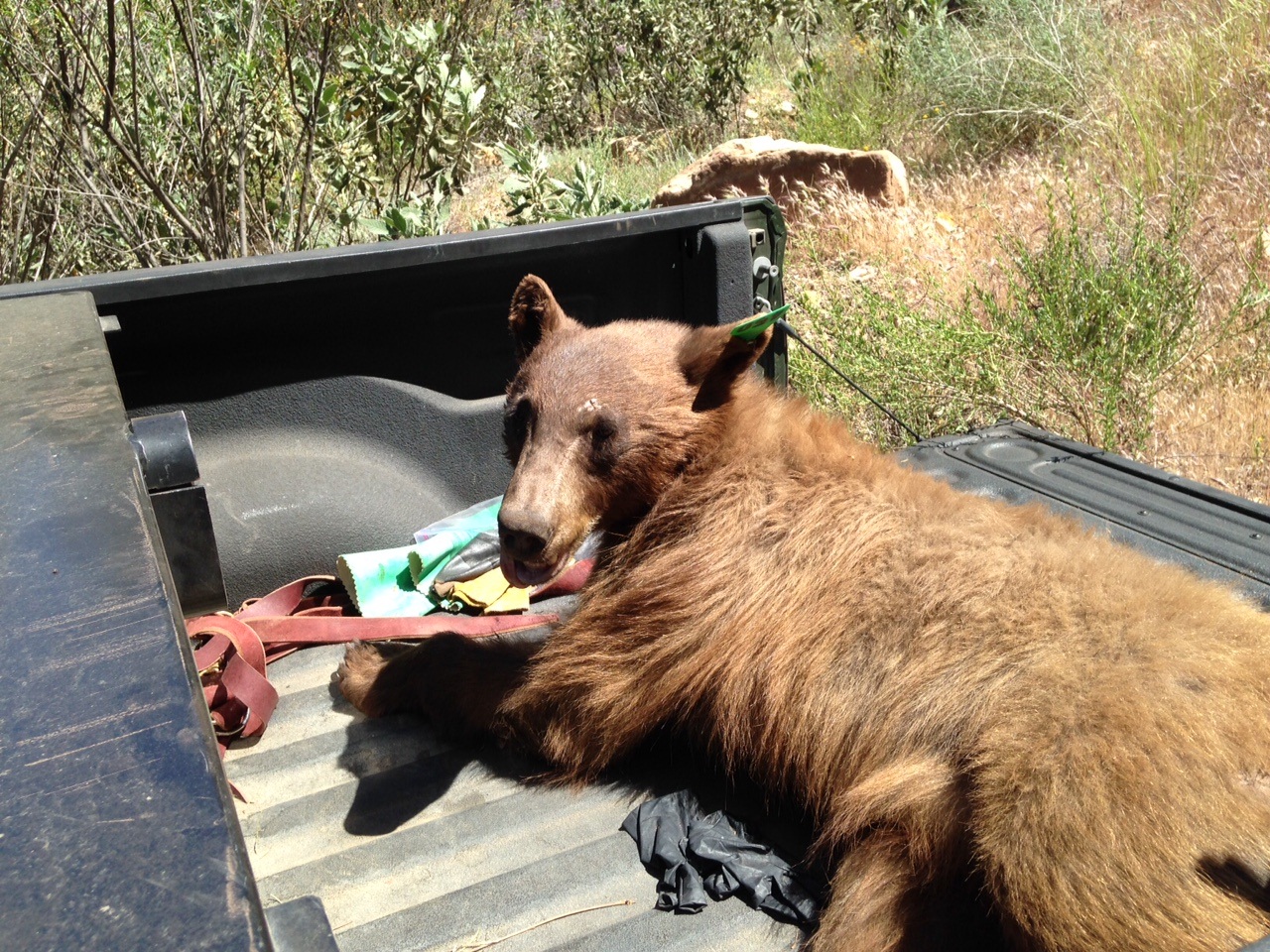 Bear Sightings in Southern California NBC Los Angeles