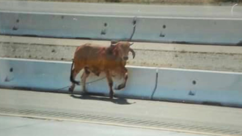 150516-bull-15-freeway-saturday-may-16