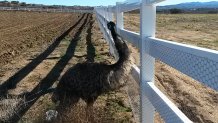 151229-wayward-emu
