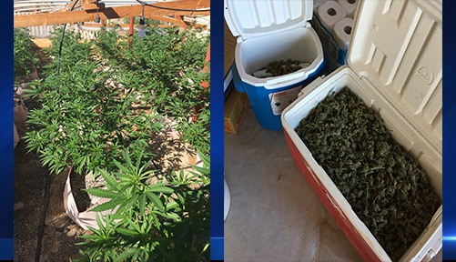 Thousands of Marijuana Plants Seized in San Bernardino ...