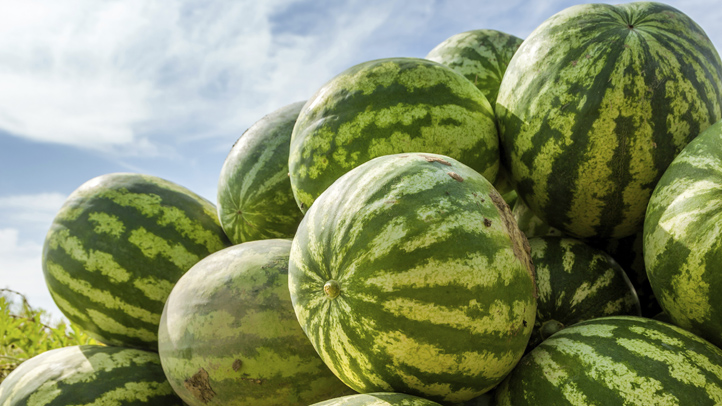 Watermelon Whodunits