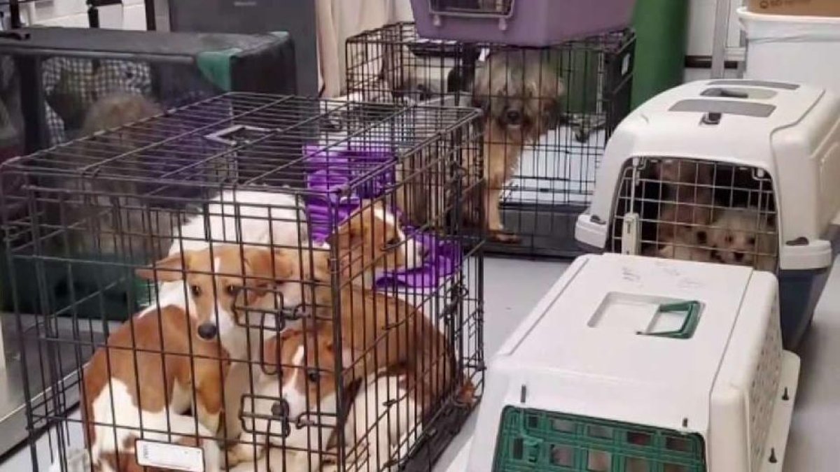 18 Dogs Dumped at Animal Shelter in Santa Paula – NBC Los Angeles