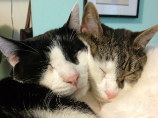 Spay And Neuter Cats For Free With La Animal Services Through April 30 Nbc Los Angeles