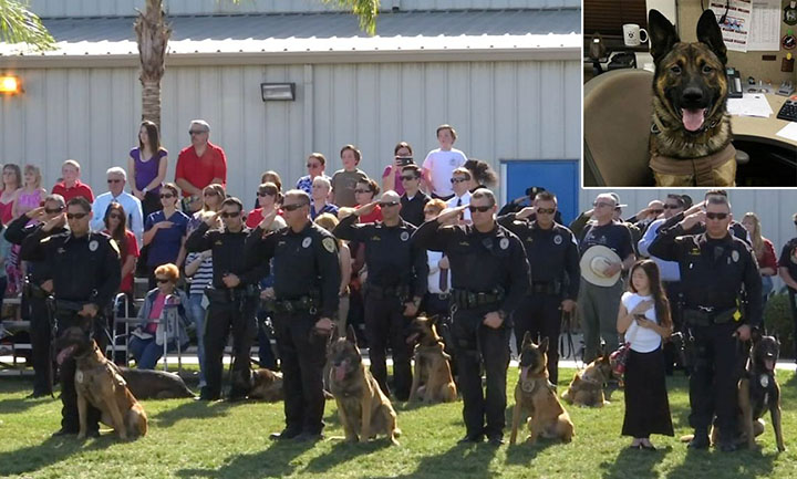 Thousands salute K-9 Officer Bruno in retirement send-off – The News Herald