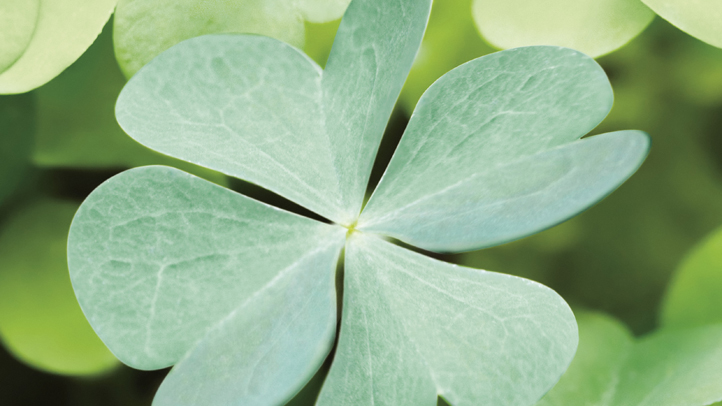 Weekend St Patrick S Day Nbc Los Angeles