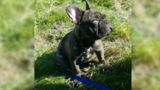A photo of a 5-month-old French bulldog