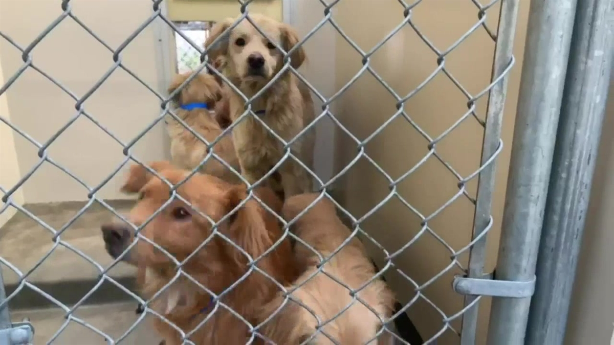21 Dogs Were Rescued From Deplorable Conditions at an Ontario Home – NBC  Los Angeles