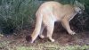 Mountain Lion Found Dead of Mange Complications in Santa Monica Mountains