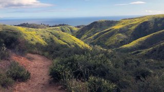 4-19-2019-black-mustard-47630214471_8ff9b6bc58_o