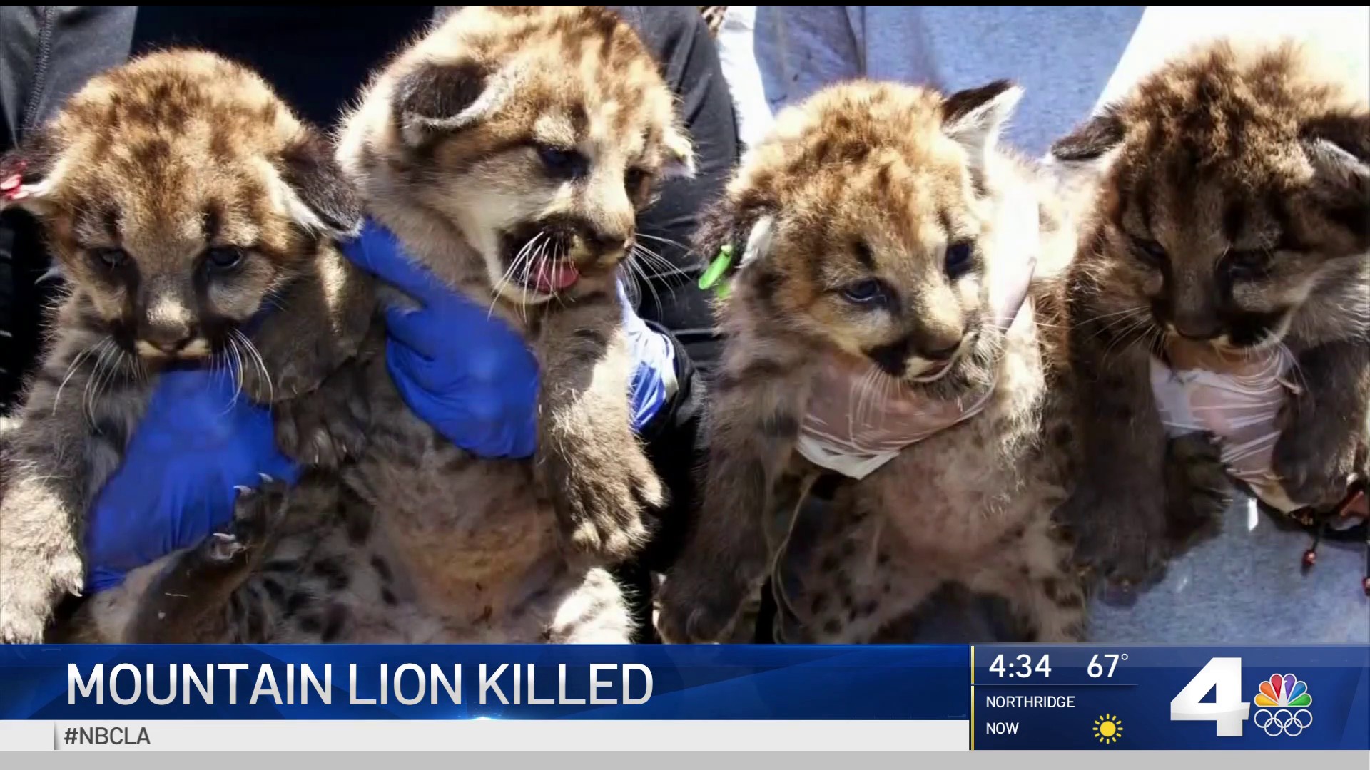 Mountain Lion and Bobcat Died From Effects of Rat Poison – NBC Los Angeles